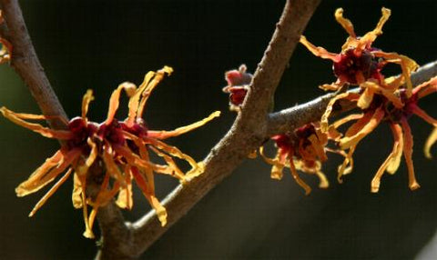 Hamamelis x intermedia 'Aphrodite' aka  Aphrodite Witch Hazel