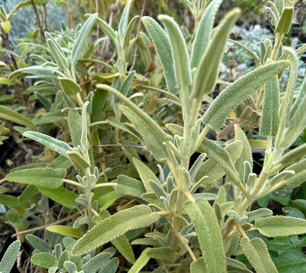 Phlomis purpurea