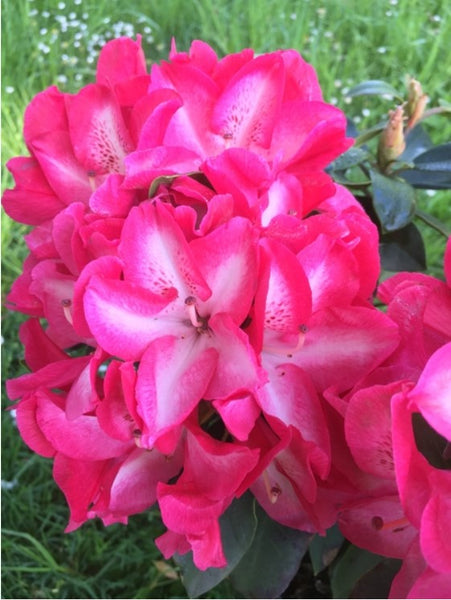 Rhododendron 'Vincent Van Gogh'