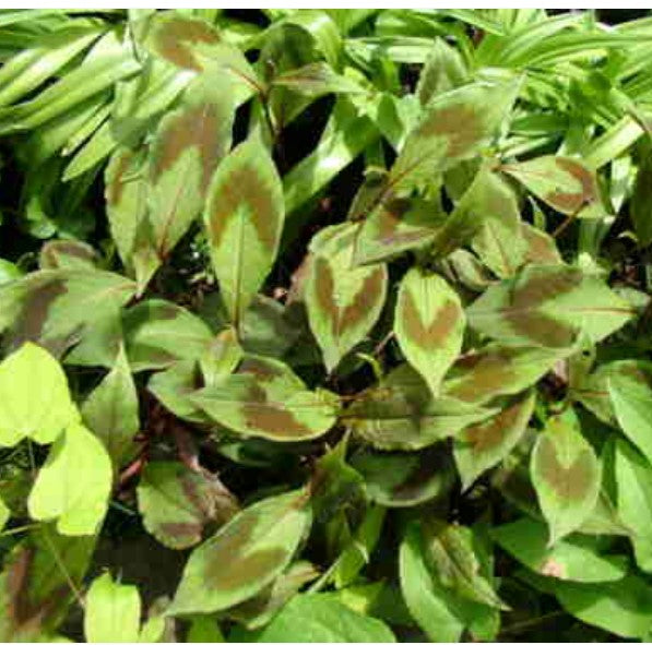 Persicaria virginiana [Compton's Form]