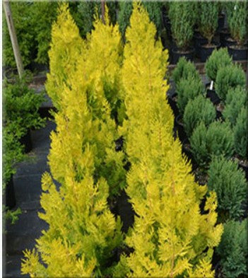 Thuja orientalis 'Collen's Gold'