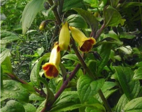 Titanotrichum oldhamii