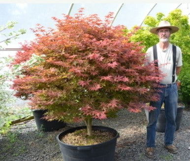Acer palmatum 'Rhode Island Red' (aka Japanese Maple)