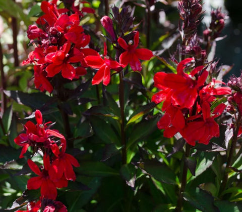 Lobelia speciosa 'Compliment Deep Red'