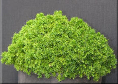 Cryptomeria japonica 'Tenzan yatsubusa'