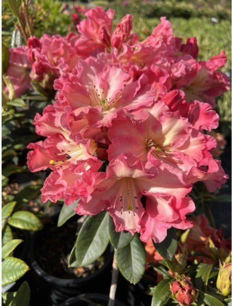 Rhododendron 'Naselle'