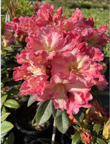 Rhododendron 'Naselle'