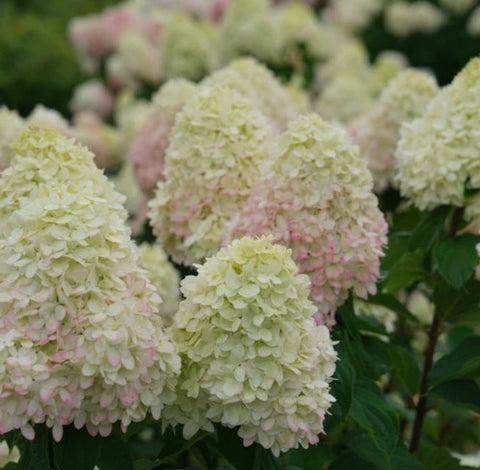 Hydrangea paniculata Limelight Prime®