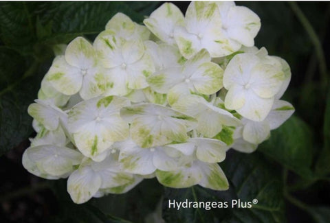 Hydrangea macrophylla Queen of Pearls®