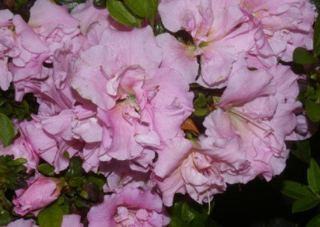 Azalea 'Betty Ann Voss'