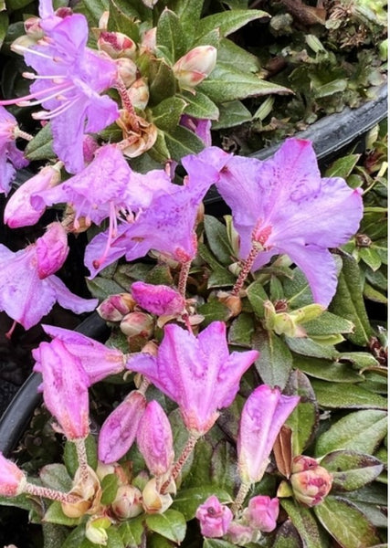 Rhododendron 'Ernie Dee'