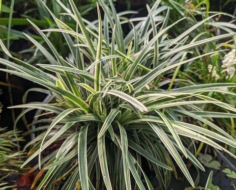 Ophiopogon planiscapus 'Haku Ryu Ko' (aka O. japonicus 'Pam Harper')