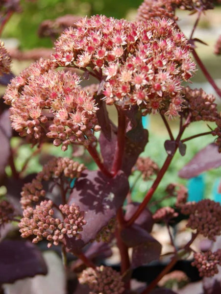 Sedum 'Purple Emperor'