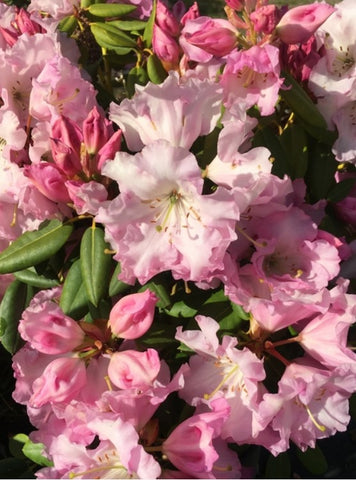 Rhododendron 'Compacta'