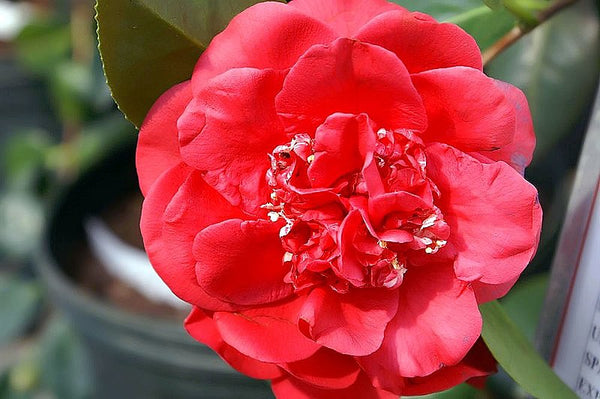 Camellia japonica 'April Tryst'