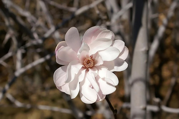 Magnolia stellata ‘King Rose’ aka King Rose Star Magnolia