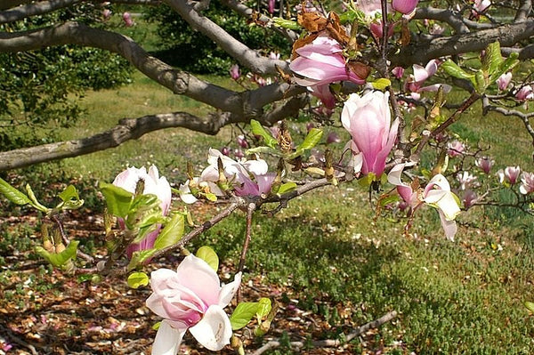 Magnolia x soulangeana 'Verbanica' aka Magnolia verbanica