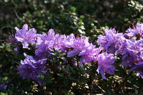 Rhododendron fastigiatum