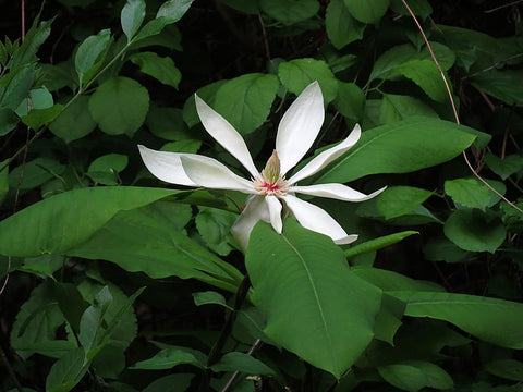 Magnolia tripetala aka Umbrella Magnolia Tree