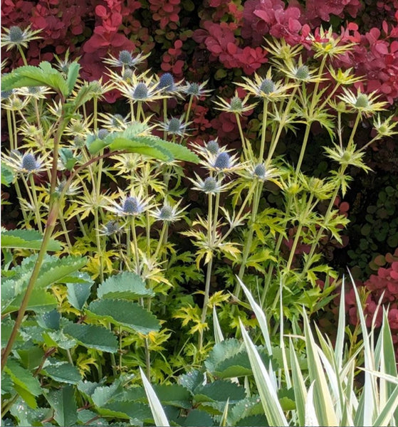 Eryngium x zabelii 'Neptune's Gold' (Neptune's Gold Sea Holly)