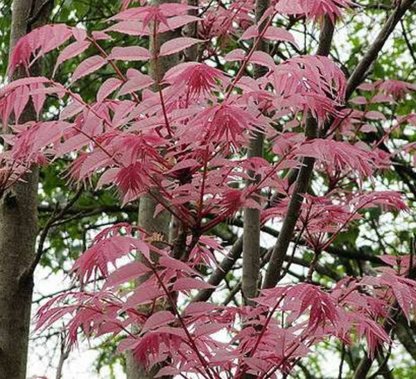 Toona sinensis 'Flamingo'