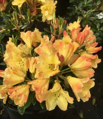 Rhododendron 'Nancy Evans'