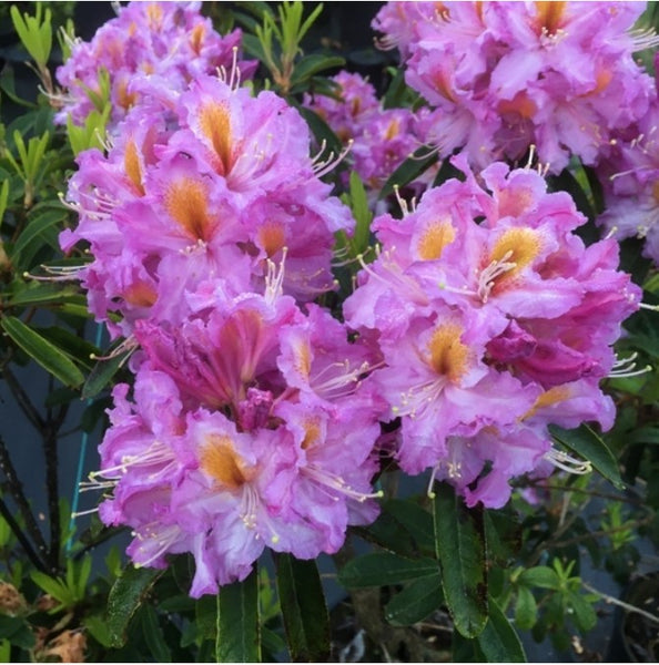 Rhododendron 'Valley Sunrise'