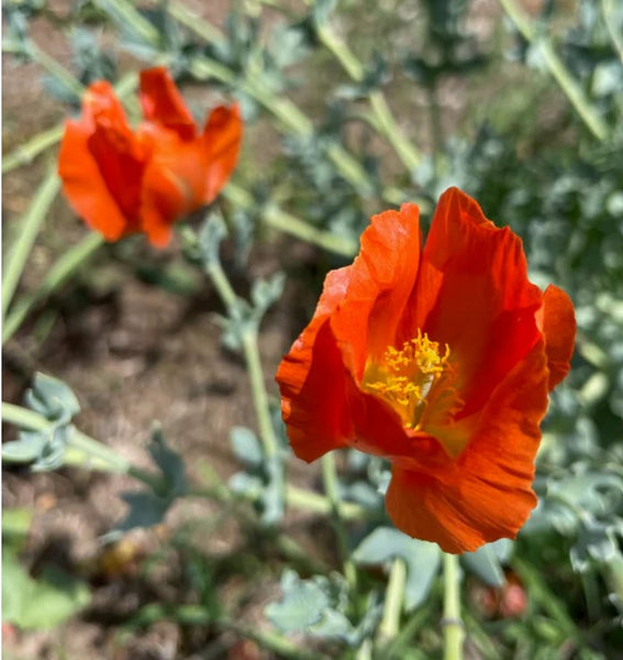 Glaucium flavum var aurantiacum