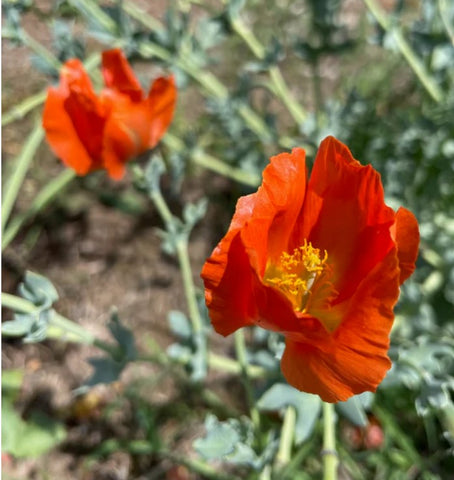 Glaucium flavum var aurantiacum