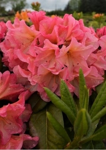 Rhododendron 'Rio Salsa'