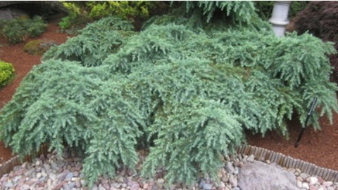 Cedrus deodara 'Prostrate Beauty'