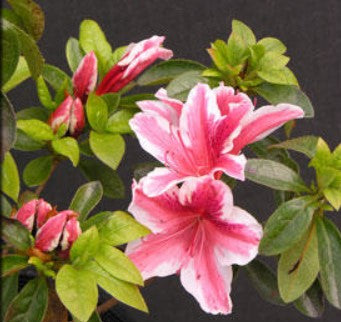 Azalea 'Ben Morrison'