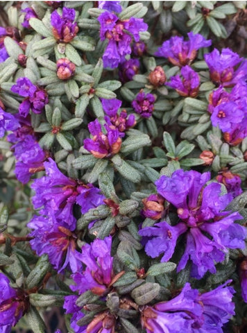 Rhododendron 'Edgarianum'