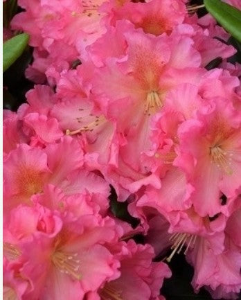 Rhododendron 'Cody'