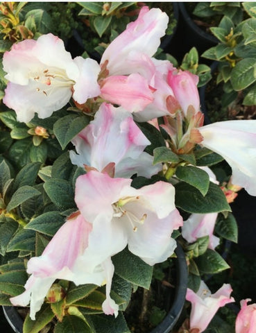 Rhododendron 'Suave'