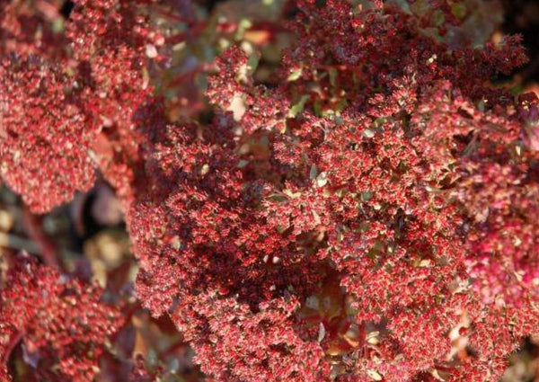 Sedum tatarinowii 'Sunset Cloud'