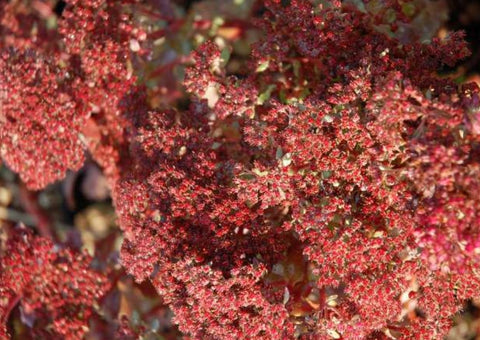 Sedum tatarinowii 'Sunset Cloud'