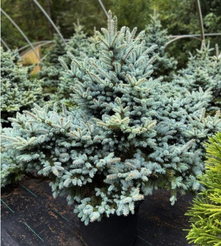 Picea pungens 'Egyptian Pyramid'