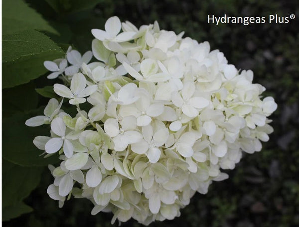 Hydrangea paniculata 'Mojito'