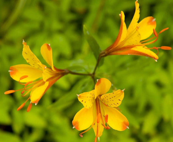 Alstroemeria 'Sweet Laura' (aka Peruvian Lily)