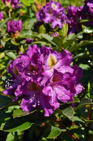 Rhododendron 'Mrs. Murple's Purple'