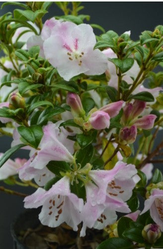 Rhododendron 'Cilpinense'