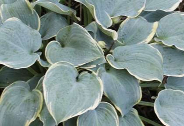 Hosta 'Frosted Dimples'