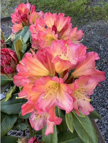 Rhododendron 'Unique Marmalade'