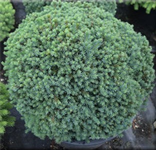 Picea glauca 'Echiniformis'