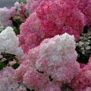 Hydrangea paniculata 'Strawberry Sundae' (aka Sunday Fraise)