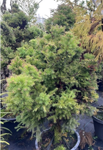 Cryptomeria japonica 'Elegans Compacta'