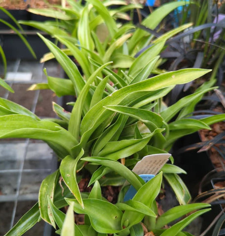 Rohdea japonica