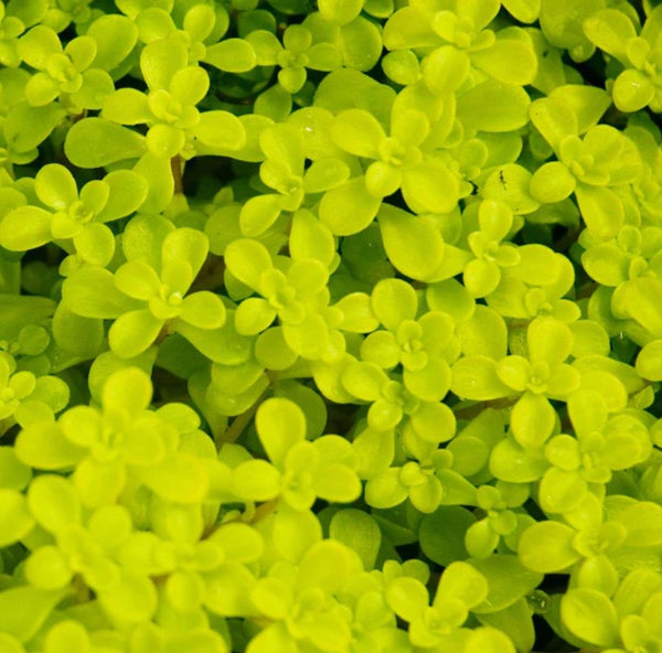 Sedum makinoi 'Ogon'