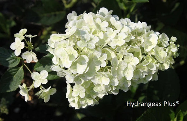 Hydrangea paniculata 'Mega Pearl'